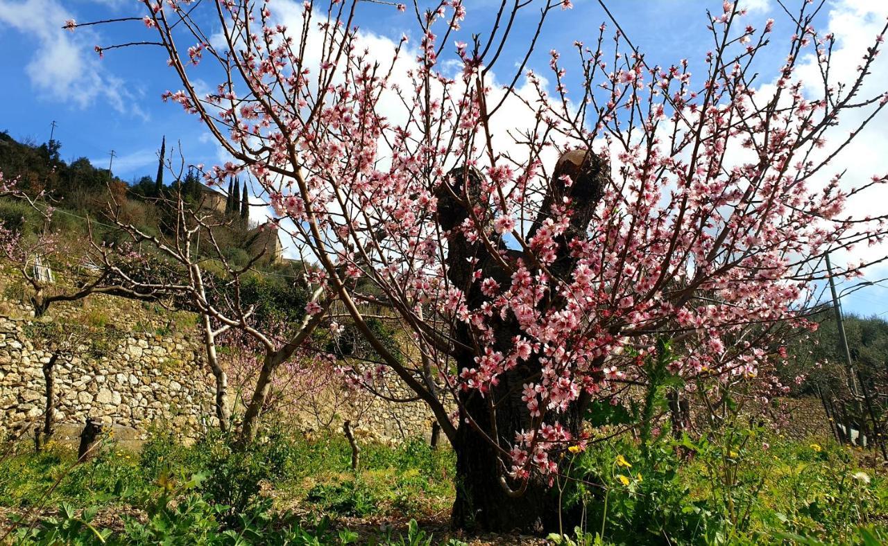 Agriturismo Alveare Finale Ligure Eksteriør bilde